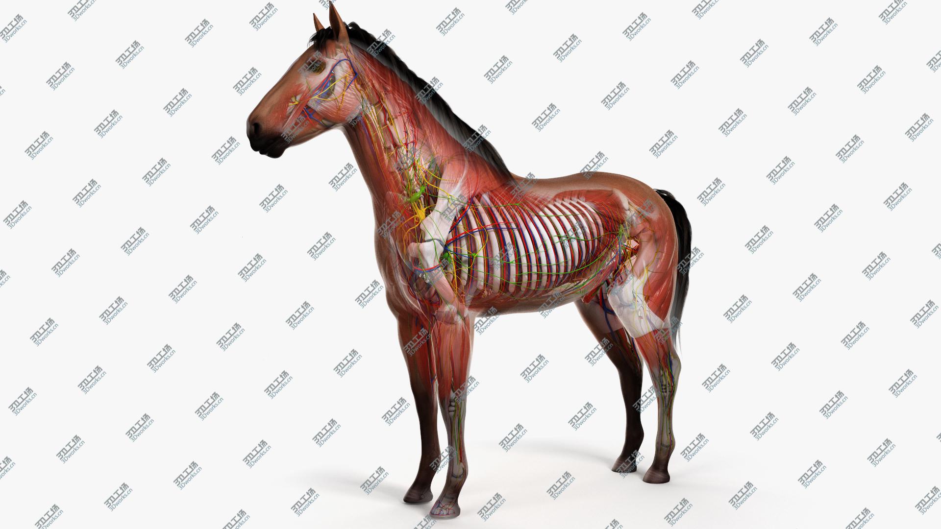 images/goods_img/20210113/3D Full Horse Anatomy Animated model/2.jpg